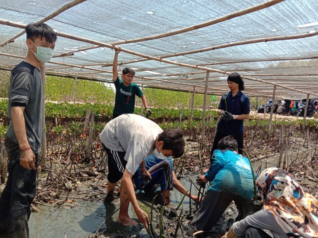 Peduli Lingkungan, Mahasiswa dan Dosen ILHA menanam Tanaman Mangrove.